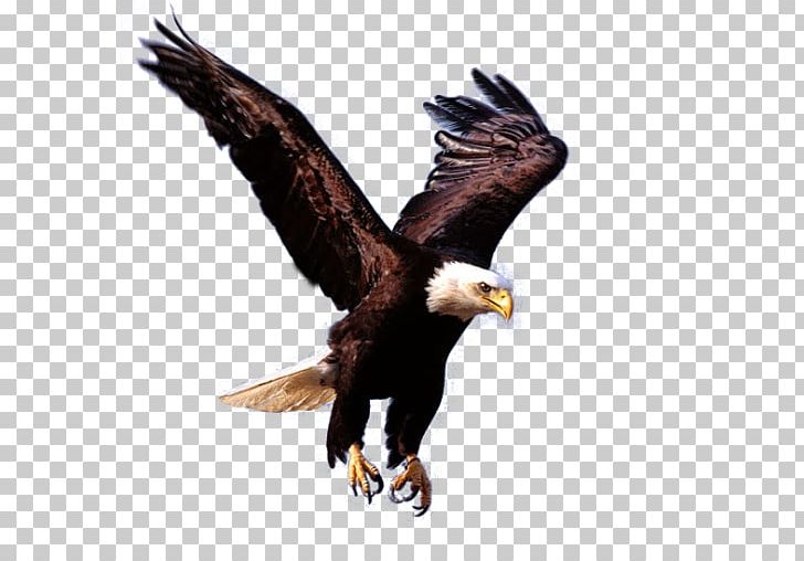 Desktop PNG, Clipart, Accipitriformes, Animals, Bald Eagle, Beak, Bird Free PNG Download