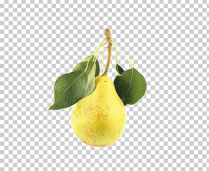 Pyrus Xd7 Bretschneideri Asian Pear Citron PNG, Clipart, Asian Pear, Citric Acid, Citron, Citrus, Download Free PNG Download