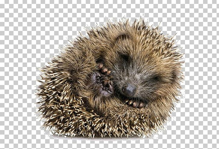 Domesticated Hedgehog Dog Domesticated Hedgehog Desktop PNG, Clipart, Animal, Animals, Cat, Cuteness, Desktop Wallpaper Free PNG Download