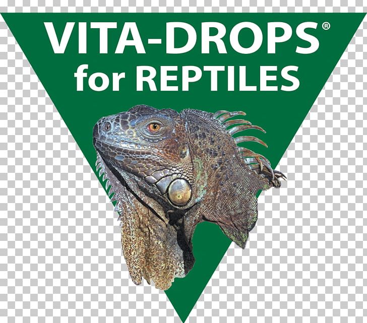 Guinea Pig Scurvy Vitamin C Hypovitaminosis PNG, Clipart, Amphibian, Animals, Common Iguanas, Diet, Fauna Free PNG Download