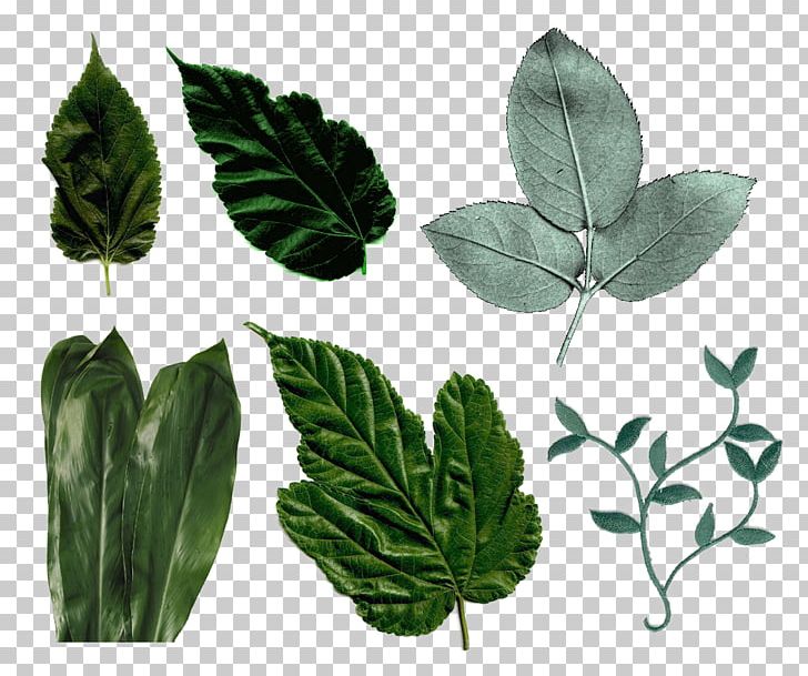 Leaf Megabyte PNG, Clipart, Directory, Herb, Herbalism, Ivy, Leaf Free PNG Download