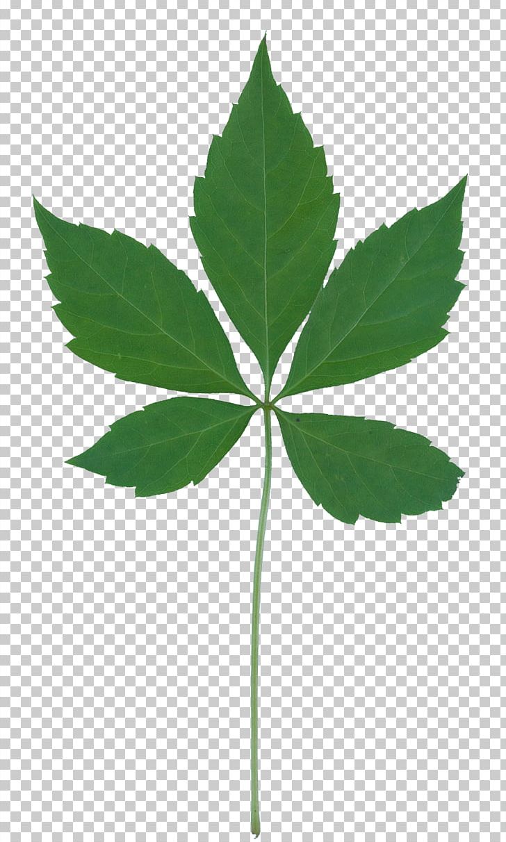 Plant Community Leaf Vegetation Plant Identification PNG, Clipart, Citrus, Food Drinks, Hemp, Leaf, Leaves Free PNG Download