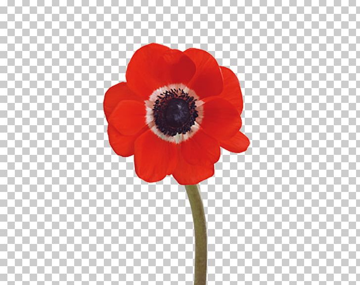 Poppy Charlotte Flower Market Indian Land PNG, Clipart, Anemone, Charlotte, Cornelius, Cut Flowers, Flower Free PNG Download