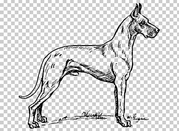 Great Dane Dobermann PNG, Clipart, Black And White, Breed, Carnivoran, Clip Art, Coloring Book Free PNG Download