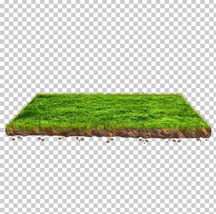 Lawn Grasses Plant Rectangle Family PNG, Clipart, Family, Food Drinks, Grass, Grasses, Grass Family Free PNG Download