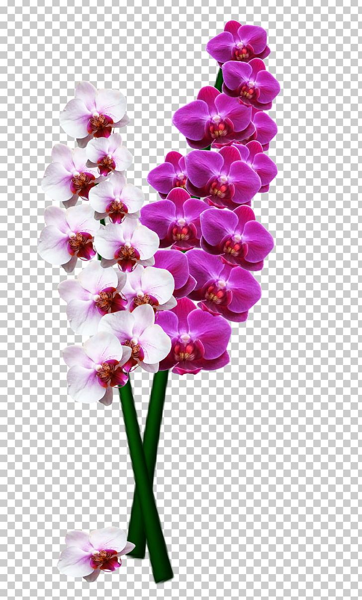Orchids Stock.xchng Flower Orchis PNG, Clipart, Cattleya Orchids, Cut Flowers, Desktop Wallpaper, Floral Design, Flower Free PNG Download