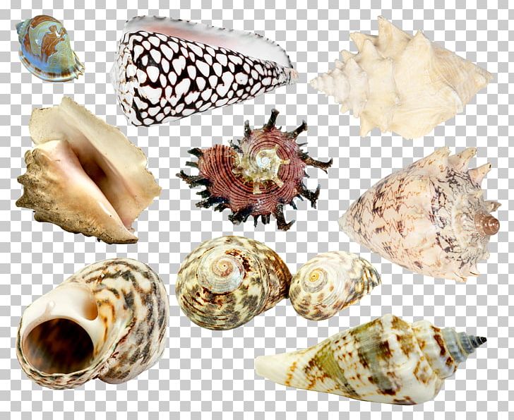 Seashell Sea Snail Png, Clipart, Animal Product, Animals, Balcis 