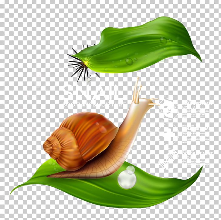 Snail Insect Orthogastropoda PNG, Clipart, Adobe Illustrator, Animal, Animals, Beauty Skin, Beauty Skin Care Free PNG Download