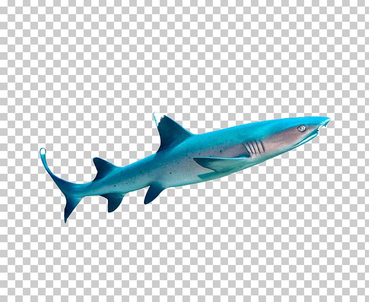 Tiger Shark Sipadan Whitetip Reef Shark Carcharhinus Amblyrhynchos PNG, Clipart, Animals, Cartilaginous Fish, Coral Reef, Fin, Fish Free PNG Download