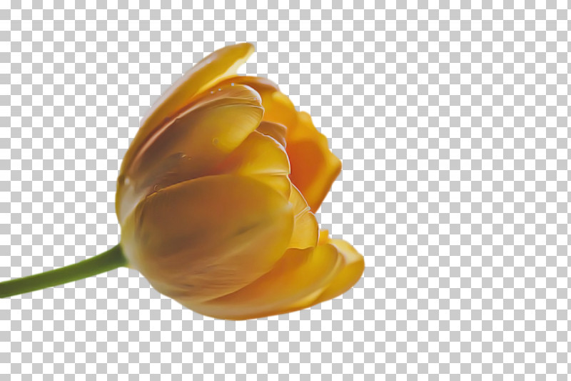 Rose PNG, Clipart, Bud, Cut Flowers, Daylilies, Family Vase, Flower Free PNG Download