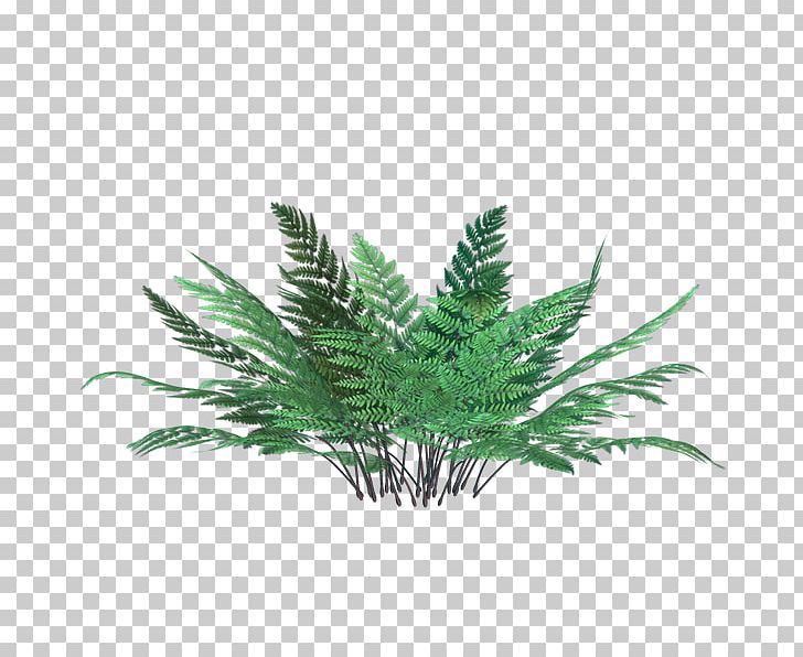 Leaf PNG, Clipart, Animation, Bryophyllum Daigremontianum, Crassula Rupestris, Download, Ferns And Horsetails Free PNG Download