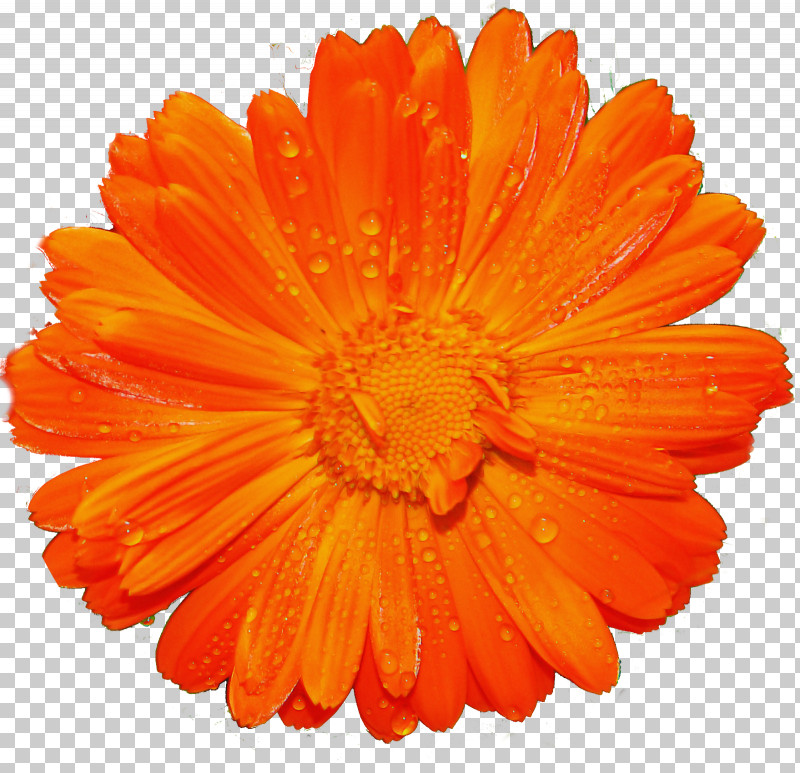 Orange PNG, Clipart, Barberton Daisy, Calendula, Cut Flowers, English Marigold, Flower Free PNG Download