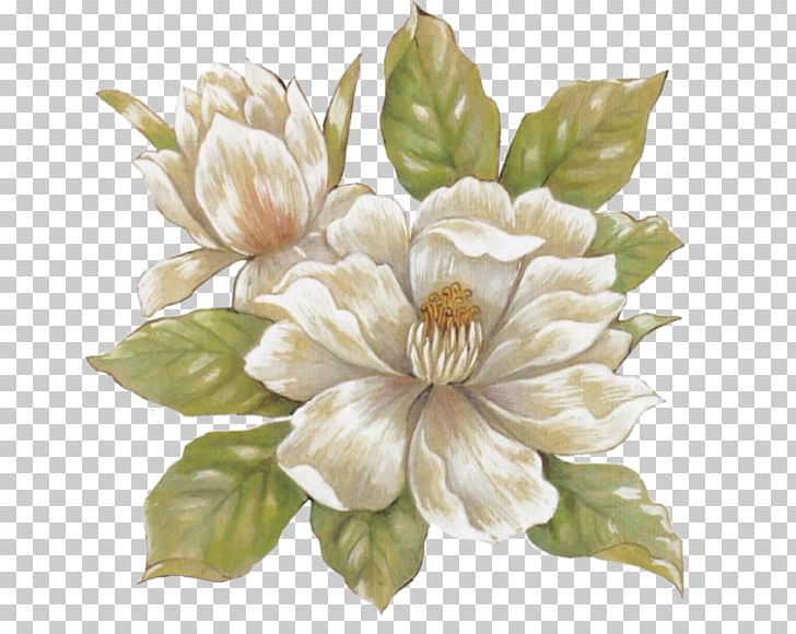 Still Life PNG, Clipart, Flower, Flowering Plant, La Verne, Magnolia, Magnolia Family Free PNG Download