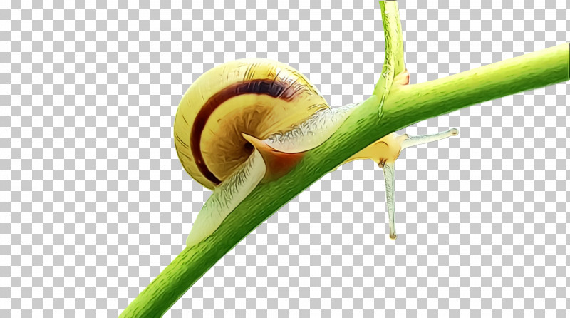 Plant Stem Leaf Pest Snail Plants PNG, Clipart, Biology, Leaf, Paint, Pest, Plants Free PNG Download