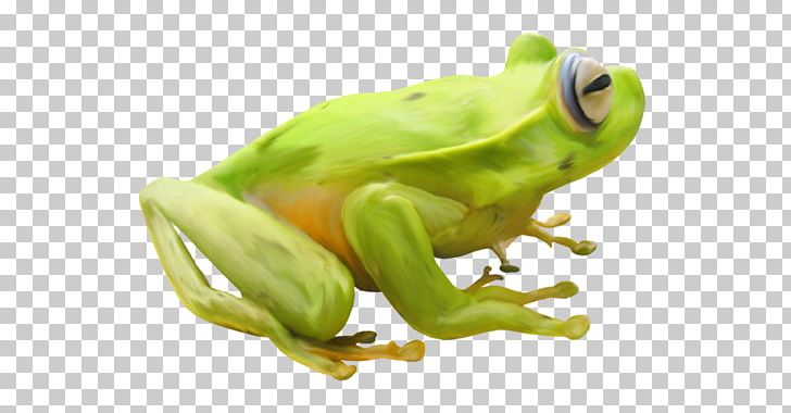 Edible Frog Toad Amphibians Tree Frog PNG, Clipart, Amphibian, Amphibians, Animals, Drawing, Edible Frog Free PNG Download