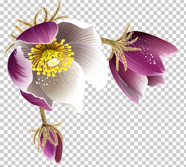 Flower Paeonia Sect. Moutan PNG, Clipart, Birthday, Color, Cut Flowers, Decoupage, Flower Free PNG Download