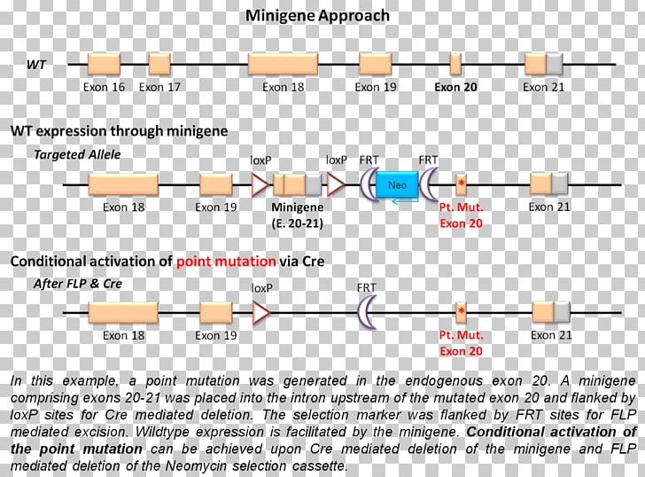Gene Targeting Minigene Point Mutation Cre-Lox Recombination PNG, Clipart, Angle, Area, Chromosomal Inversion, Conditional Gene Knockout, Crelox Recombination Free PNG Download
