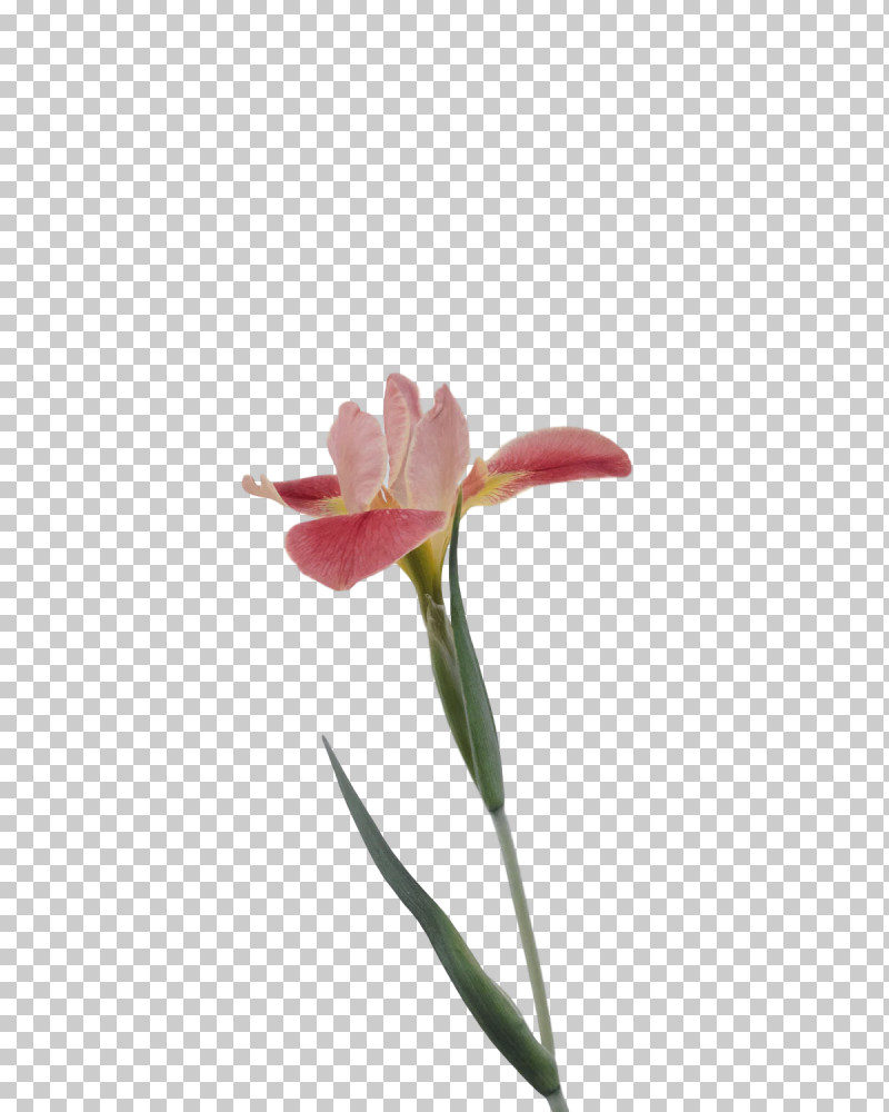 Flower Cut Flowers Petal Tulip Tulip Bouquet PNG, Clipart, Amaryllis White, Cut Flowers, Flower, Gladiolus, Grey Free PNG Download