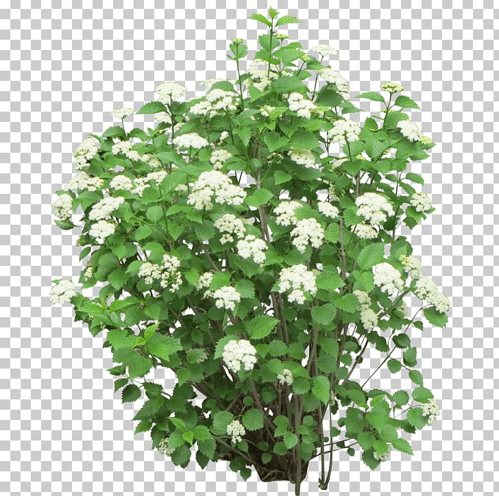 Shrub Flower Tree PNG, Clipart, Annual Plant, Blue, Bodyshope, Bush, Cleanliving Free PNG Download