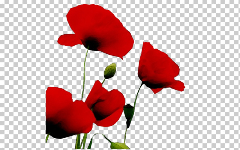 Flower Red Petal Coquelicot Plant PNG, Clipart, Anemone, Coquelicot, Corn Poppy, Cut Flowers, Flower Free PNG Download