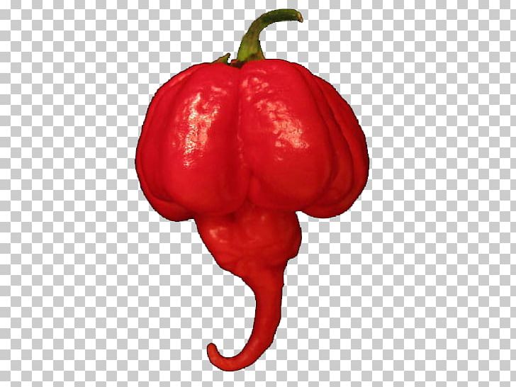 Habanero Capsicum Annuum Var. Acuminatum Trinidad Scorpion Butch T Pepper Trinidad Moruga Scorpion Carolina Reaper PNG, Clipart, Bell Pepper, Bell Peppers And Chili Peppers, Bhut Jolokia, Cayenne Pepper, Chili Pepper Free PNG Download
