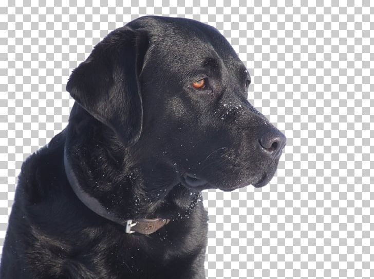 Labrador Retriever Cane Corso Dog Breed Puppy Vertebrate PNG, Clipart, Animal, Animals, Black, Carnivoran, Dog Breed Free PNG Download