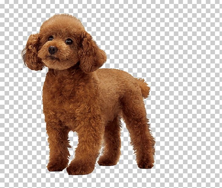 Miniature Poodle Standard Poodle Cockapoo Goldendoodle PNG, Clipart, Animals, Breed, Breed Group Dog, Carnivoran, Cockapoo Free PNG Download