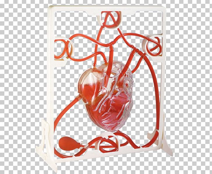 Pump Heart Anatomy Laboratory Human Body PNG, Clipart, Anatomy, Aorta, Biology, Circulatory System, Dominos Free PNG Download