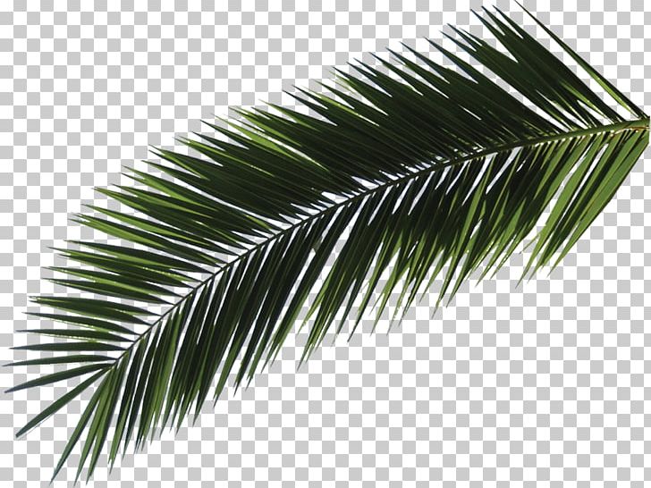 Casa De La Loma Hotel & Suites Breakfast Asian Palmyra Palm PNG, Clipart, Arecales, Asian Palmyra Palm, Borassus Flabellifer, Breakfast, Casa De La Loma Hotel Suites Free PNG Download
