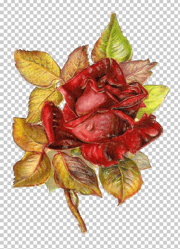 Rose Paper Sticker PNG, Clipart, Art, Autumn, Black Rose, Cut Flowers, Drawing Free PNG Download