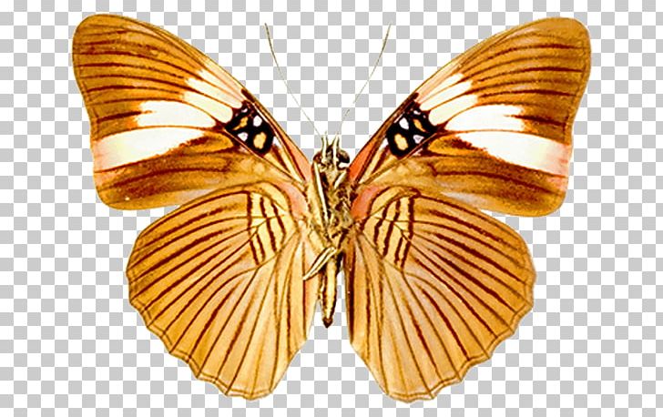 Animaatio PNG, Clipart, Adobe Flash, Animaatio, Arthropod, Brush Footed Butterfly, Butterflies And Moths Free PNG Download