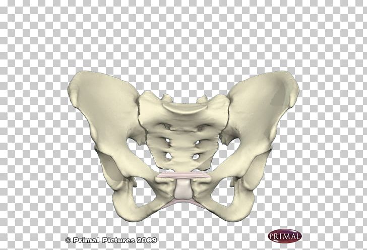 Pelvis Bone Human Skeleton Pelvic Tilt PNG, Clipart, Bing, Bone, Com, Facebook, Facebook Inc Free PNG Download