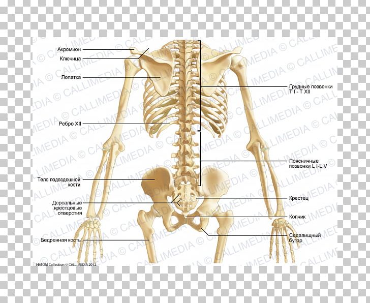 Pelvis Bone Skeleton Abdomen Anatomy PNG, Clipart, Abdomen, Anatomy, Angle, Arm, Bone Free PNG Download