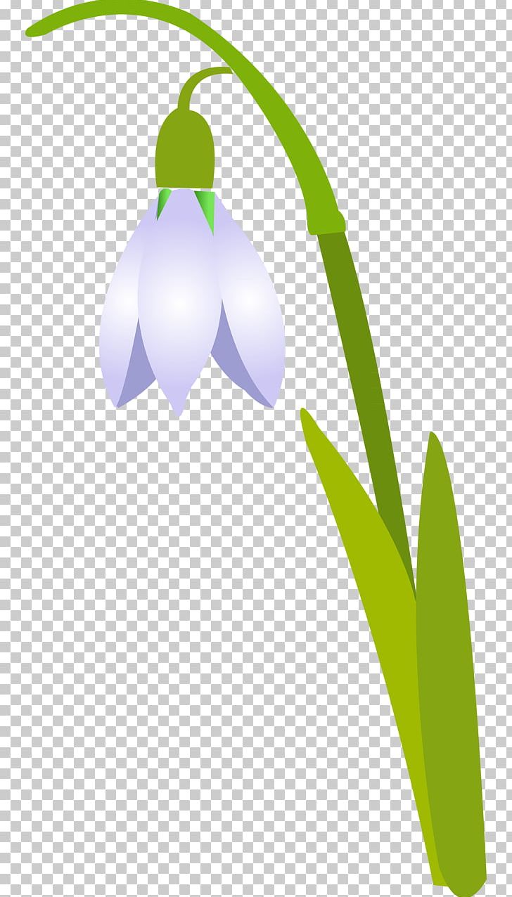 Snowdrop Petal Flower PNG, Clipart, Cut Flowers, Desktop Wallpaper, Drawing, Flower, Grass Free PNG Download