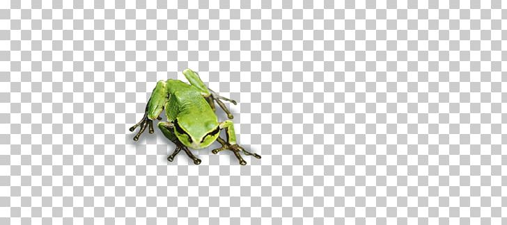 Tree Frog Green Pattern PNG, Clipart, Amphibian, Animal, Animals, Computer, Computer Wallpaper Free PNG Download