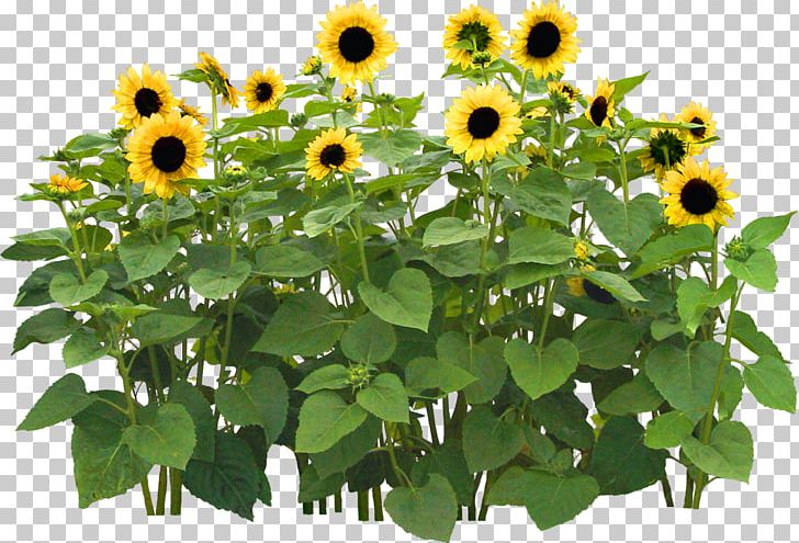 Common Sunflower Flower Garden PNG, Clipart, Annual Plant, Cdr, Common Sunflower, Daisy Family, Flower Free PNG Download
