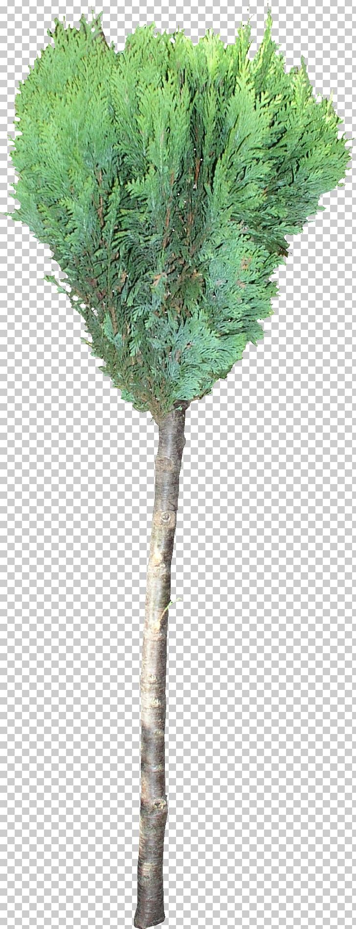 Texture Mapping 3D Computer Graphics Woody Plant Twig Tree PNG, Clipart, 3d Computer Graphics, Artist, Branch, Flowerpot, Grass Free PNG Download