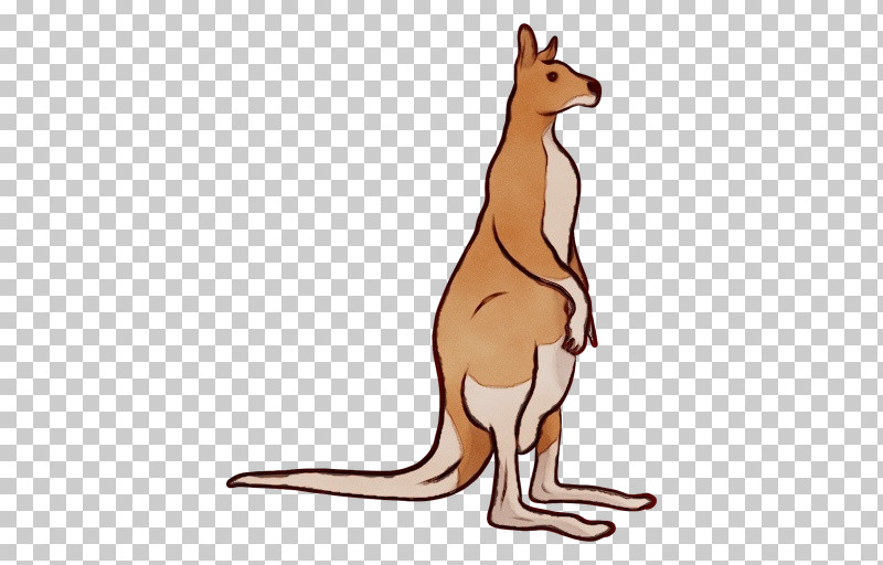 Kangaroo Macropodidae Kangaroo Red Kangaroo Wallaby PNG, Clipart, Animal Figure, Kangaroo, Macropodidae, Paint, Red Kangaroo Free PNG Download
