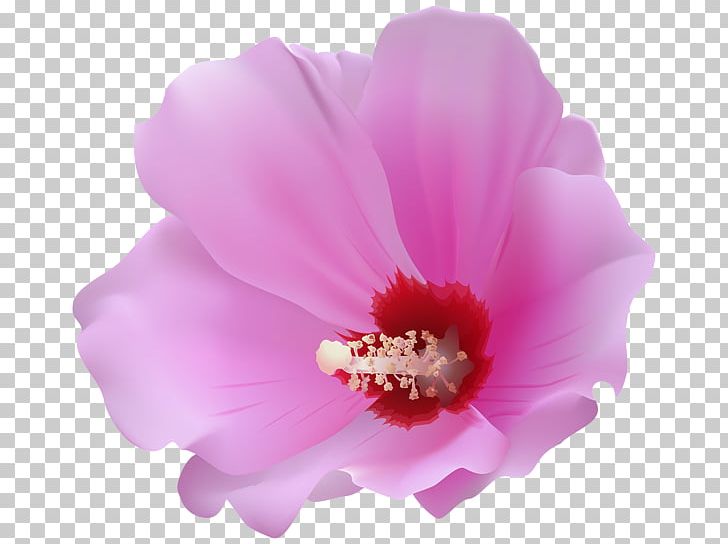 Hibiscus PNG, Clipart, Birthday, Cut Flowers, Download, Evolution, Flower Free PNG Download