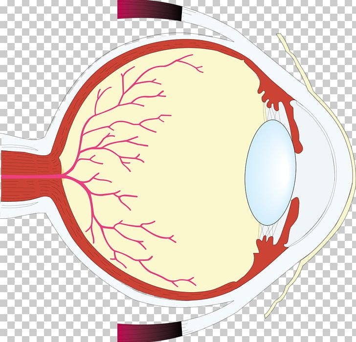 Human Eye Worksheet Retina Eye Care Professional PNG, Clipart, Blepharoplasty, Circle, Color, Conjunctiva, Disease Free PNG Download