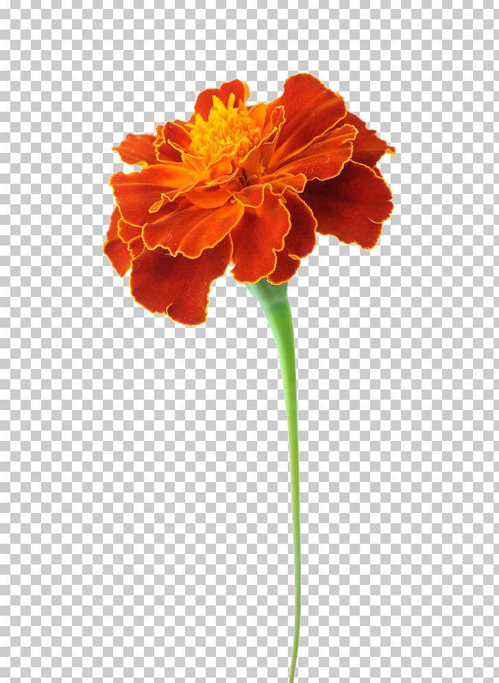 Mexican Marigold Tagetes Lucida Flower Calendula Officinalis Chrysanthemum PNG, Clipart, Cut Flowers, Explosion Effect Material, Flowering Plant, Flowers, Gerbera Free PNG Download