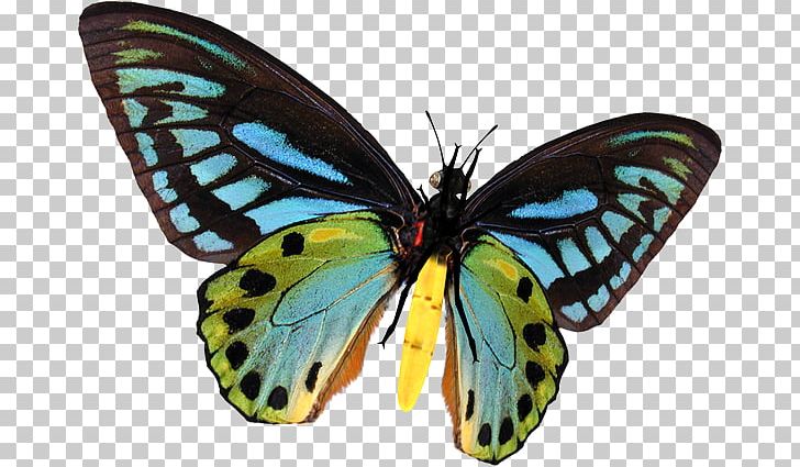 Monarch Butterfly Pieridae Gossamer-winged Butterflies Moth PNG, Clipart, Ascot Tie, Authentique, Blue, Brush Footed Butterfly, Butterflies And Moths Free PNG Download