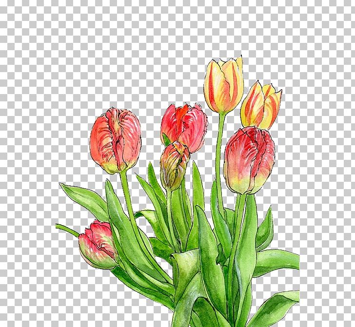Tulip Yellow Flower PNG, Clipart, Color, Cut Flowers, Decorative, Decorative Material, Designer Free PNG Download