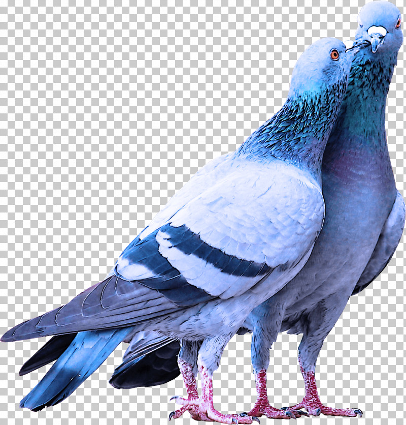 Feather PNG, Clipart, Beak, Bird, Feather, Pigeons And Doves, Rock Dove Free PNG Download