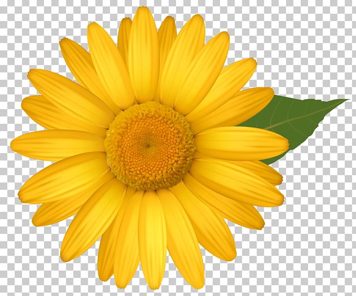 Calendula Officinalis Transvaal Daisy Common Sunflower Chrysanthemum Oxeye Daisy PNG, Clipart, Calendula, Calendula Officinalis, Chrysanths, Clipart, Common Daisy Free PNG Download