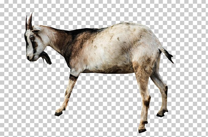 Goat Sheep Animal PNG, Clipart, Animal, Animals, Cattle, Cattle Like Mammal, Cow Goat Family Free PNG Download