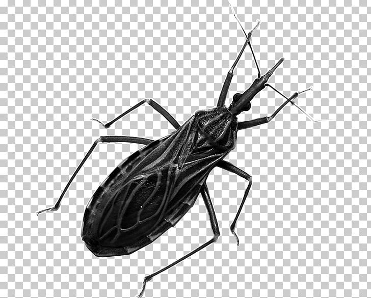Kissing Bugs Centers For Disease Control And Prevention Insect Chagas Disease Triatoma Dimidiata PNG, Clipart, Arthropod, Assassin Bug, Black And White, Chagas Disease, Disease Free PNG Download