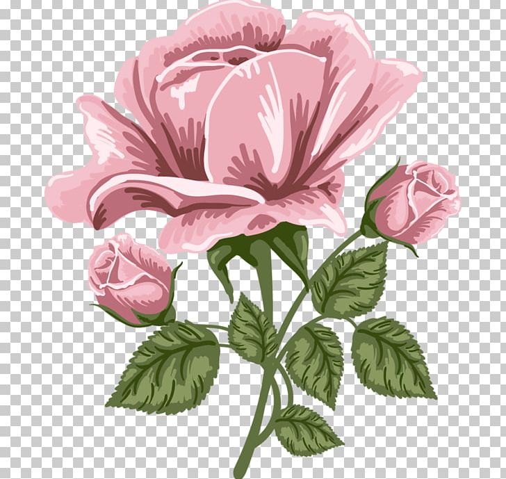 Rose Pink PNG, Clipart, Annual Plant, Art, Blossom, Clipart, Cut Flowers Free PNG Download