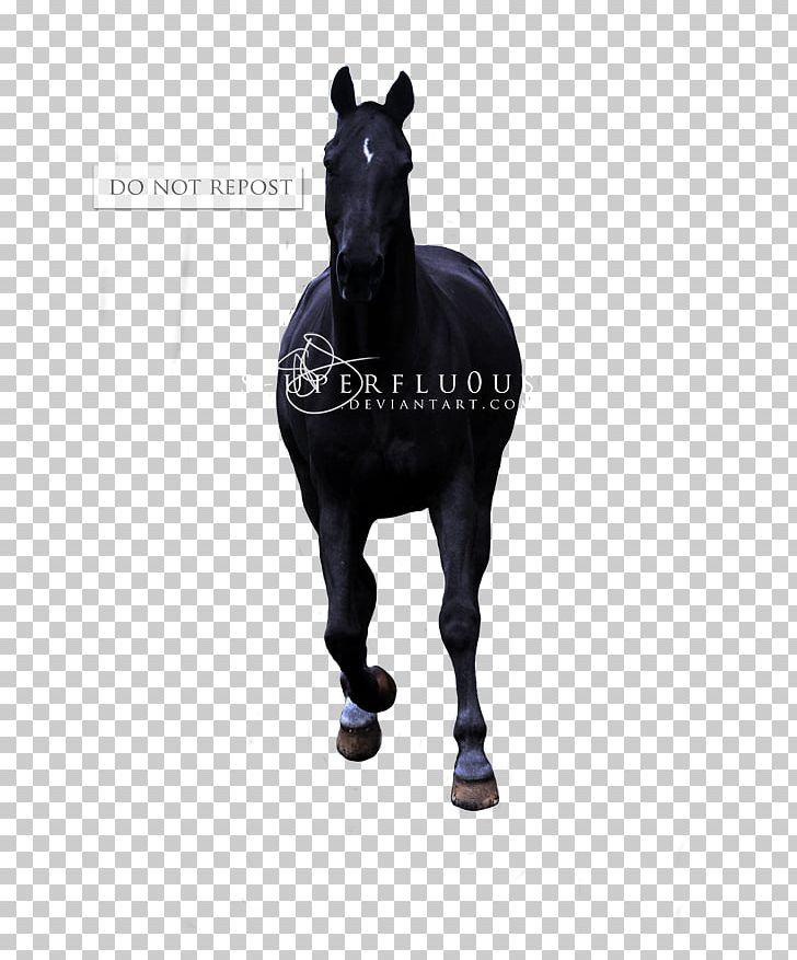 Stallion Appaloosa Mustang Halter Warmblood PNG, Clipart, 24 August, Appaloosa, Common Lilly Pilly, Creative Commons, Creative Commons License Free PNG Download