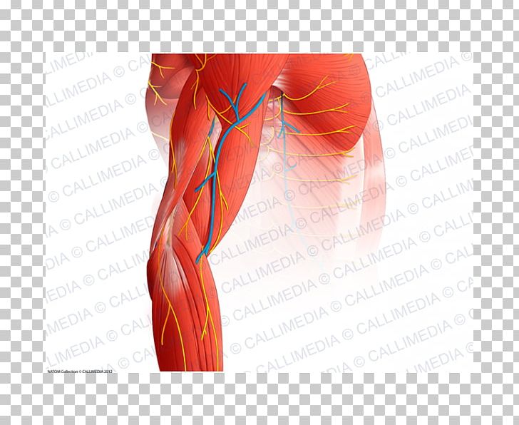 Thigh Elbow Muscle Blood Vessel Nerve PNG, Clipart, Abdomen, Arm, Back, Blood Vessel, Cephalic Vein Free PNG Download